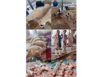 ذبح و توزیع قربانی در کرمانشاه