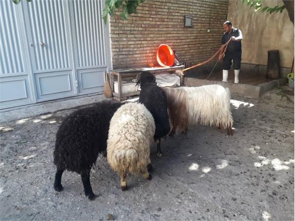 ذبح ۵ رأس گوسفند و ۱ رأس گاو در استان آذربایجان غربی در عید قربان