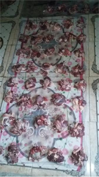 گوسفند هرمزگان 4