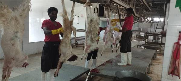 توزیع گوشت قربانی همزمان با زادروز بنیانگذار 8