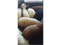 گوشت قربانی آغ 1