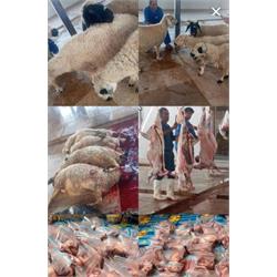 ذبح و توزیع 18 راس گوسفند هدیه سیدناصر محمد سیدی بنیان‌گذار موسسه بوتراب