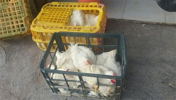 توزیع مرغ زنده وکشتار روز بین خانواده های تحت حمایت موسسه بوتراب شهر ایلام