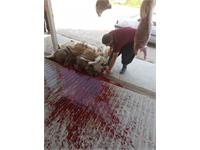 توزیع گوشت قربانی همزمان با زادروز بنیانگذار 13