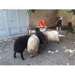 ذبح ۵ رأس گوسفند و ۱ رأس گاو در استان آذربایجان غربی در عید قربان