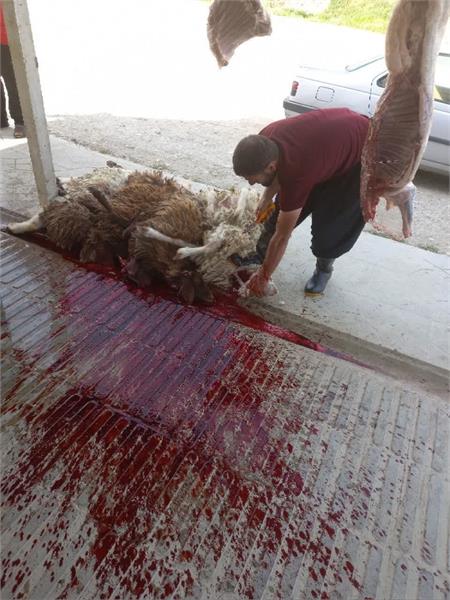 توزیع گوشت قربانی همزمان با زادروز بنیانگذار 13