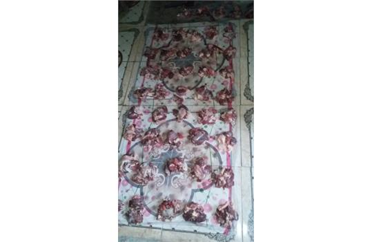 گوسفند هرمزگان 4