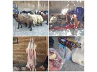 ذبح و توزیع6 راس گوسفند قربانی خوی