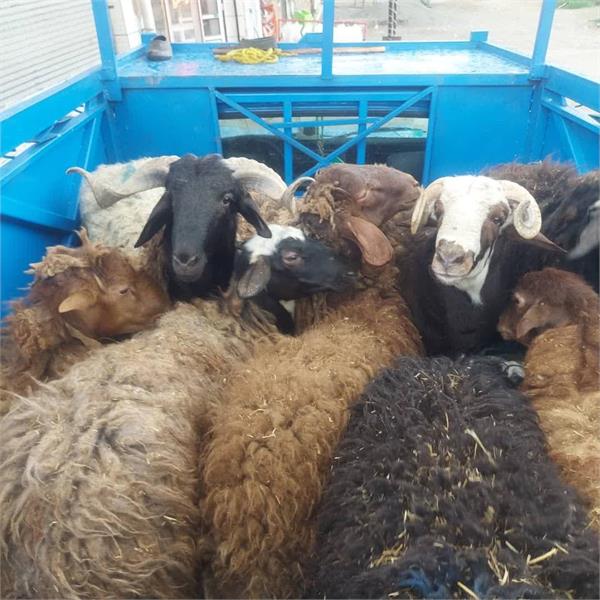 توزیع گوشت قربانی همزمان با زادروز بنیانگذار 2