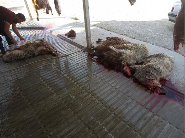 توزیع گوشت قربانی همزمان با زادروز بنیانگذار 14