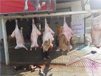 توزیع گوشت قربانی همزمان با زادروز بنیانگذار 15