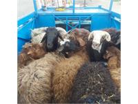 توزیع گوشت قربانی همزمان با زادروز بنیانگذار 2