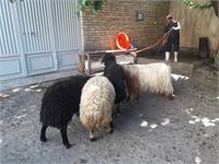 ذبح ۵ رأس گوسفند و ۱ رأس گاو در استان آذربایجان غربی در عید قربان